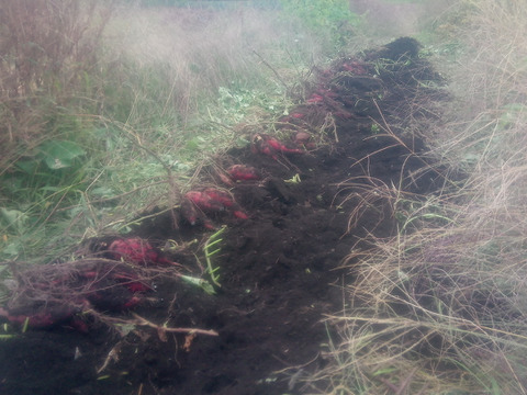 【自然栽培】少人数で、大きさ色々　甘〜いさつまいも（べにはるか）60サイズ　1.5kg　　※商品説明をご一読の上、「常温便」、「クール便」をご指定下さいませ。