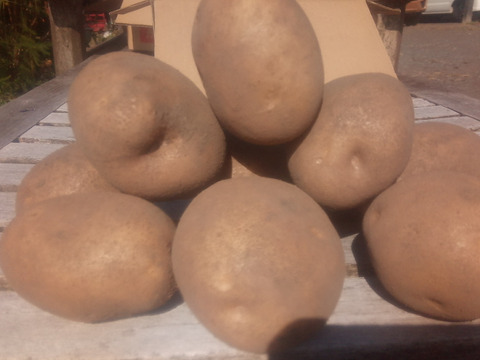 じゃがいも【オホーツクチップ】中〜大きめ
（L〜2L込）60サイズ　内容量1,8kg