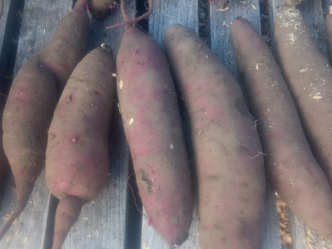 【自然栽培❗】大人数で、大きさ色々　甘〜いさつまいも（べにはるか）80サイズ　4kg　　※商品説明をご一読の上、「常温便」、「クール便」をご指定下さいませ。