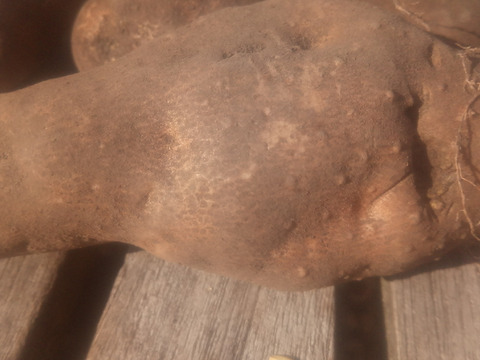 【訳有❗】少人数で、粘り強～いゲンコツ芋！　小さめ（6本前後）　内容量、約1.4㎏　60サイズ
※商品説明をご一読の上、「常温便」、「クール便」をご指定下さいませ。