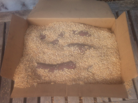 【自然栽培❗】大人数で、大きさ色々　甘〜いさつまいも（べにはるか）80サイズ　4kg　　※商品説明をご一読の上、「常温便」、「クール便」をご指定下さいませ。