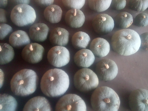 しっとりホクホクのかぼちゃ。（大）80サイズ、約4kg