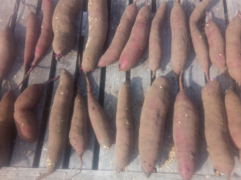 【自然栽培❗】大人数で、大きさ色々　甘〜いさつまいも（べにはるか）80サイズ　4kg　　※商品説明をご一読の上、「常温便」、「クール便」をご指定下さいませ。