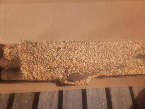 ちょっと訳あり❗すごく小さ〜くて、ちょっと凸凹だけど甘くて美味しいミニ長芋！　60ｻｲｽﾞ　内容量1kg（7本前後）
※商品説明をご一読の上、「常温便」、「クール便」をご指定下さいませ。