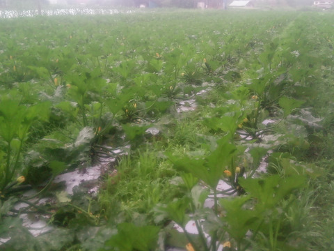 ズッキーニ！　約1.8kg