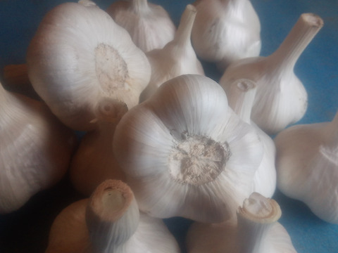 にんにく！ホワイト6片（1kg）