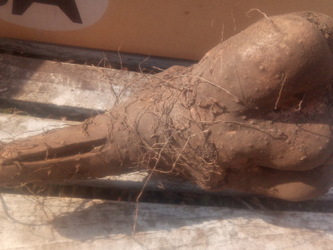 【訳有❗】中〜大人数で、粘り強～いゲンコツ芋！　大きさ色々　内容量4kg　80サイズ
※商品説明をご一読の上、「常温便」、「クール便」をご指定下さいませ。