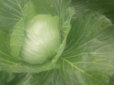 120ｻｲｽﾞ　柔らか〜い！秋キャベツ！6玉前後　♯麗峰♯419  &　美味しい秋ダイコン6本前後入り