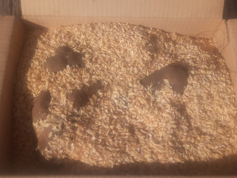 【訳有❗】少人数で、粘り強～いゲンコツ芋！　小さめ（6本前後）　内容量、約1.4㎏　60サイズ
※商品説明をご一読の上、「常温便」、「クール便」をご指定下さいませ。