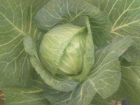 【訳有】むきむきの柔らか〜い！旬の春キャベツ　100サイズ