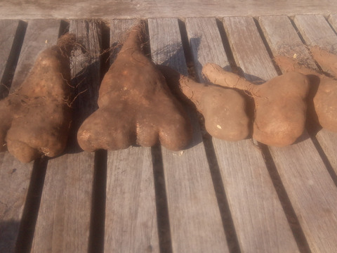 【訳有❗】少人数で、粘り強～いゲンコツ芋！　小さめ（6本前後）　内容量、約1.4㎏　60サイズ
※商品説明をご一読の上、「常温便」、「クール便」をご指定下さいませ。