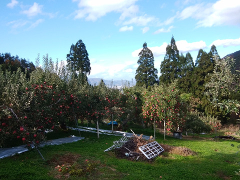 【お買い得品】シャキッとした歯ごたえの長野県産サンふじ（３ｋｇ）