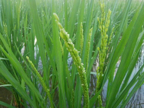 新米「にこまる」(白米5kg) 農薬除草剤不使用の特別栽培米　（福岡エコ農産物認証1511292）
