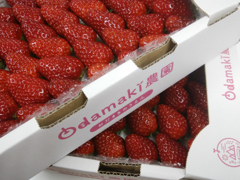 たっぷり！奈良ブランドいちご『古都華』特別栽培農産物　約1.8kg(2箱)