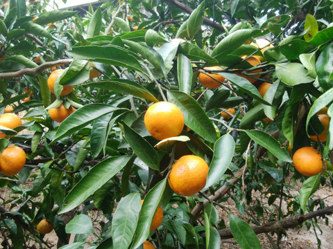 温州みかん(温州ミカン)　7.5㎏【甘み酸味バランス◎】【農薬化学肥料不使用】【熨斗(のし)対応可】