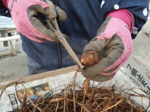 ≪レターパック発送≫アピオス　500g【１月限定】寒さに耐えて甘くなった！