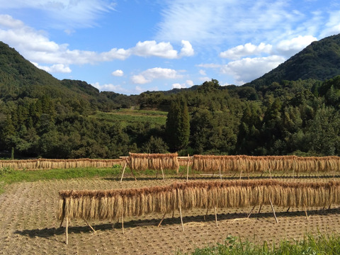 天日干し/自然栽培米〈ヒノヒカリ〉大分県産 10kg