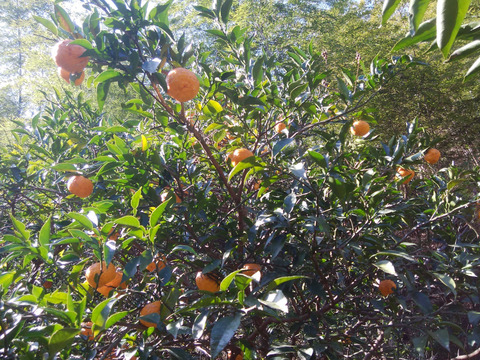 ユズ（完熟）１㎏【農薬化学肥料不使用】【あわせ買い可】【熨斗(のし)対応可】