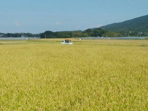 『ヒノヒカリ』 (玄米10kg) 農薬除草剤不使用（福岡県宗像）