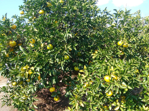 ハッサク　と　オオタニイヨカン　５㎏【農薬化学肥料不使用】【農薬・化学肥料不使用】【熨斗(のし)対応可】【柑橘食べ比べ】