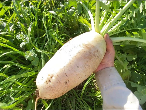 【自然栽培🍀固定種】加賀伝統野菜打木源助大根・約3〜4kg・味しみ抜群！サラダ・おでんなど用途が広い