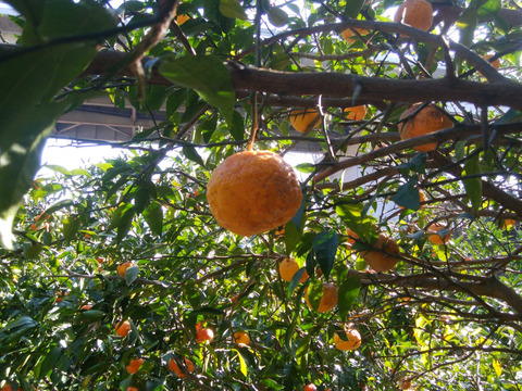 ユズ（完熟）１㎏【農薬化学肥料不使用】【あわせ買い可】【熨斗(のし)対応可】