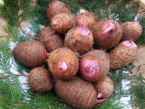 ホクホク美味しい赤芽の里芋 1.6kg