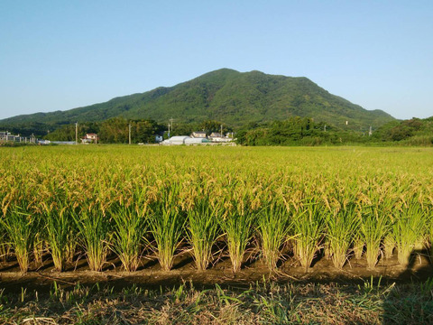 分つき「にこまる」(10kg) 農薬除草剤不使用の特別栽培米　（福岡エコ農産物認証1511292）