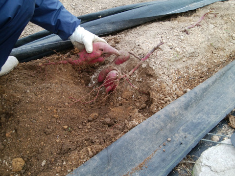 さつまいも(パープルスイートロード)３㎏前後【農薬化学肥料不使用】【熨斗(のし)対応可】【あわせ買い可】　サツマイモ