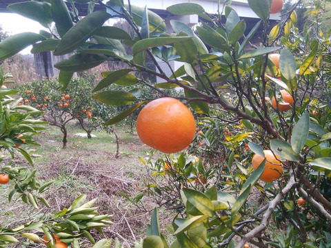 オオタニイヨカン(大谷伊予柑)　５㎏【農薬化学肥料不使用】【農薬・化学肥料不使用】【熨斗(のし)対応可】