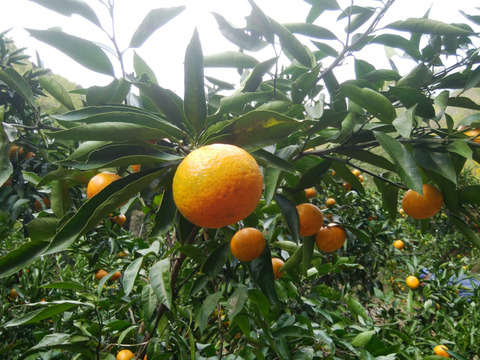 温州みかん(温州ミカン)　7.5㎏【甘み酸味バランス◎】【農薬化学肥料不使用】【熨斗(のし)対応可】