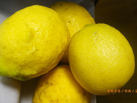 自然農レモン(9kg)　64年以上農薬肥料不使用の畑で栽培　因島産 風袋込み10キロ以内、瀬戸内レモン　サルベストロールたっぷりレモン