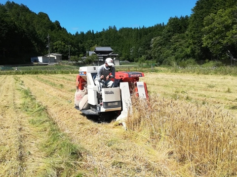 京都産自然栽培小麦（小麦粉）強力粉　5kg一括紙袋梱包
