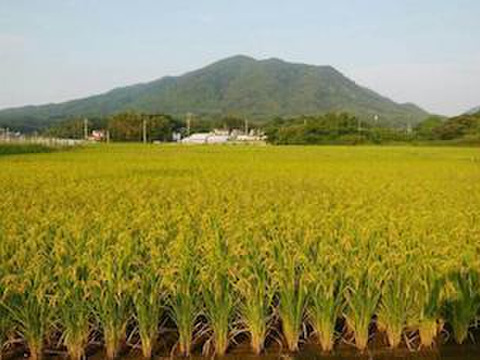 もち米『ヒヨクモチ』(精米5Kg) 福岡エコ農産物認証（農薬・除草剤不使用）特別栽培米