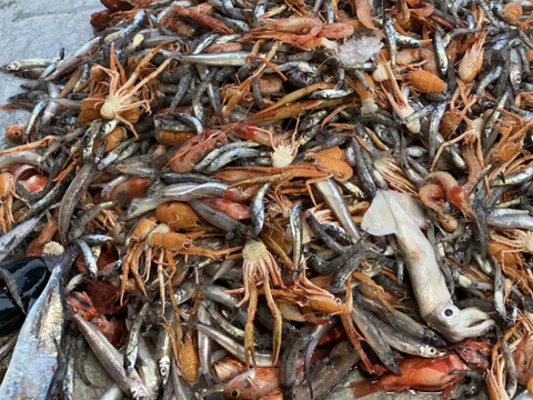 【9月先行予約】【魚ガチャ】何が入っているかわからない［未利用魚］おかず