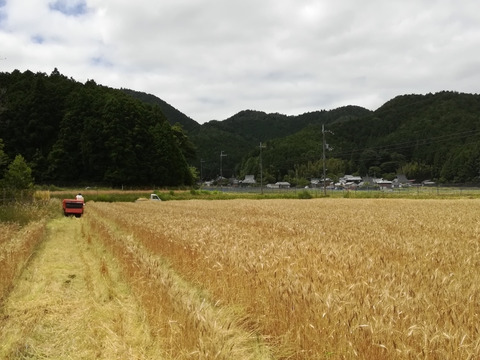 京都産自然栽培小麦（全粒粉）強力粉　900g