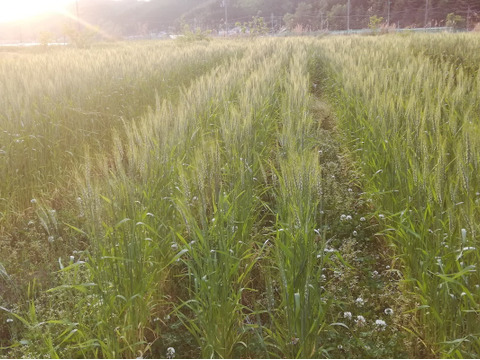 京都産自然栽培小麦（全粒粉）強力粉　900g