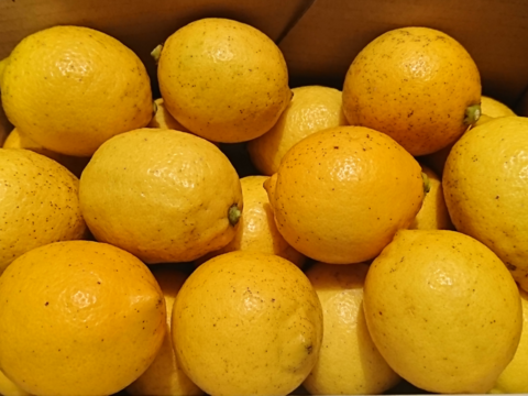 【小玉】酸っぱいだけじゃない！甘味も感じる広島県大崎下島産 特別栽培レモン２キロ