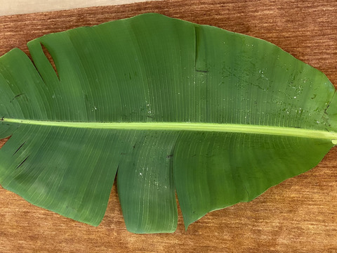 沖縄産　新鮮なバナナの葉　葉っぱ　リーフ　5kg 新鮮なバナナの葉 5kg 販売中 - お茶や料理に最適！沖縄県産