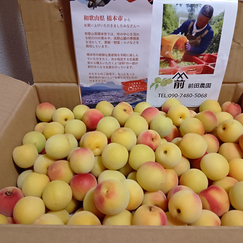 送料無料 通販 特別栽培】和歌山県産 南高梅Mサイズ(梅干し用)5kg：和歌山県産 果物