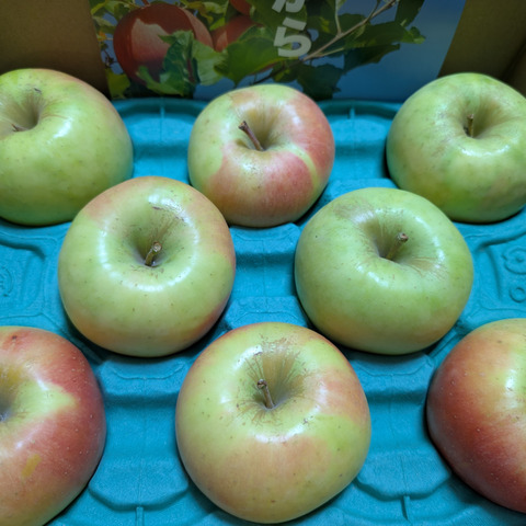 ぐんま名月 幻と呼ばれた黄色りんご 家庭用 2.5kg (6〜13個)：青森県の