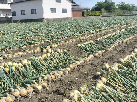 農家直送　淡路島小玉玉ねぎ3㌔