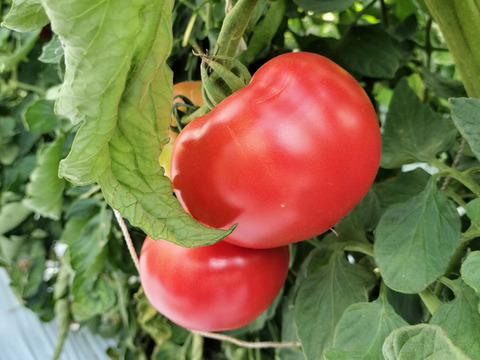 農園で一番人気！　完熟トマト　２ｋｇ