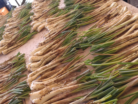 土付き　沖縄島ラッキョウ　5㎏