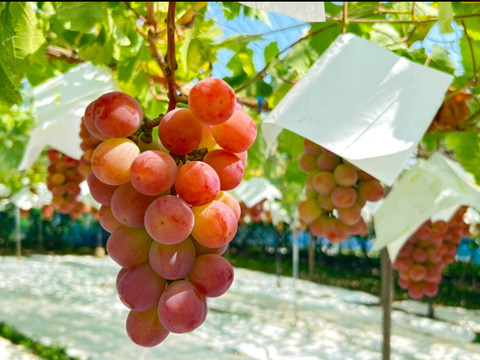 サンシャインレッドとシャインマスカット