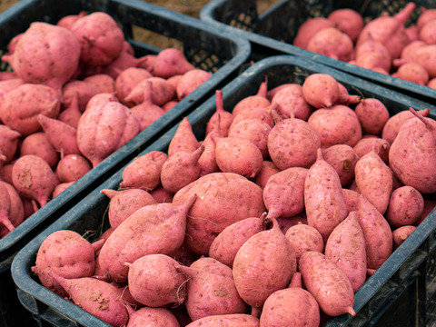 taneco 熟成 種子島安納いも（生いも） 【Ｓサイズ・２kg】