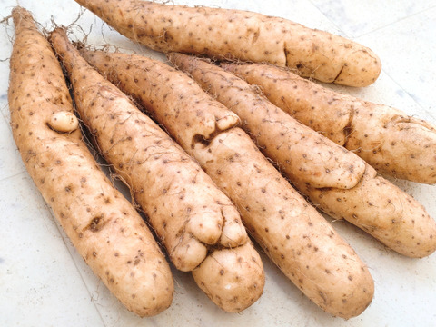 正規品売り切れの為
【⚠️規格外】小さなナガイモ4.5kg販売します★物価高騰､生活応援価格‼️