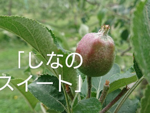 【先行予約】「爽やかな甘味のしなのスイート約3kg」果汁が多く甘味が強く酸味が優しい品種です。10月初旬からの収穫になります。