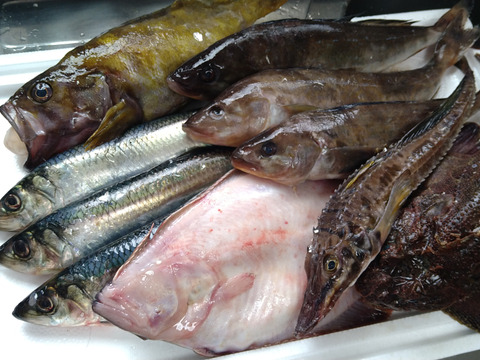 みーこさん専用 鮮魚box 市場直送！【送料無料】おまかせ鮮魚BOX【入荷次第発送】 | 会長