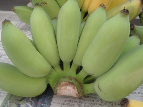 もちっと　とろける甘さアップルバナナ　3㎏